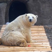 Зоологи запретили медведю Диксону купаться в бассейне