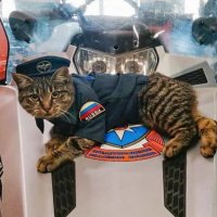 У сахалинских спасателей живет найденная ими кошка-антистресс