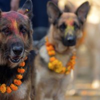 Все лучшее - собакам: праздник в Непале, восхваляющий четвероногих друзей человека