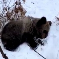 Осиротевшего медвежонка, пытавшегося найти еду на помойке, спасли в Еврейской автономной области
