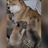 «Подарила тепло и ласку»: собака сиба-ину усыновила котенка леопарда в зоопарке Иркутска