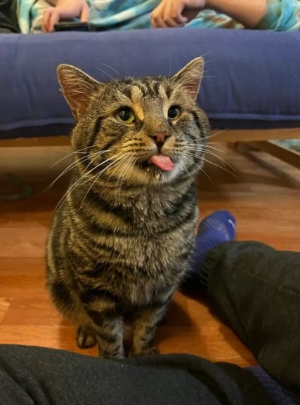 Самый грустный кот нашел хозяев после того, как стал звездой в интернете