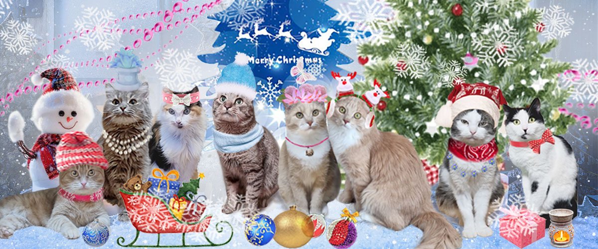 Новогодние подарки котикам-сиротам