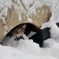Как помочь согреться бездомной кошке зимой на улице