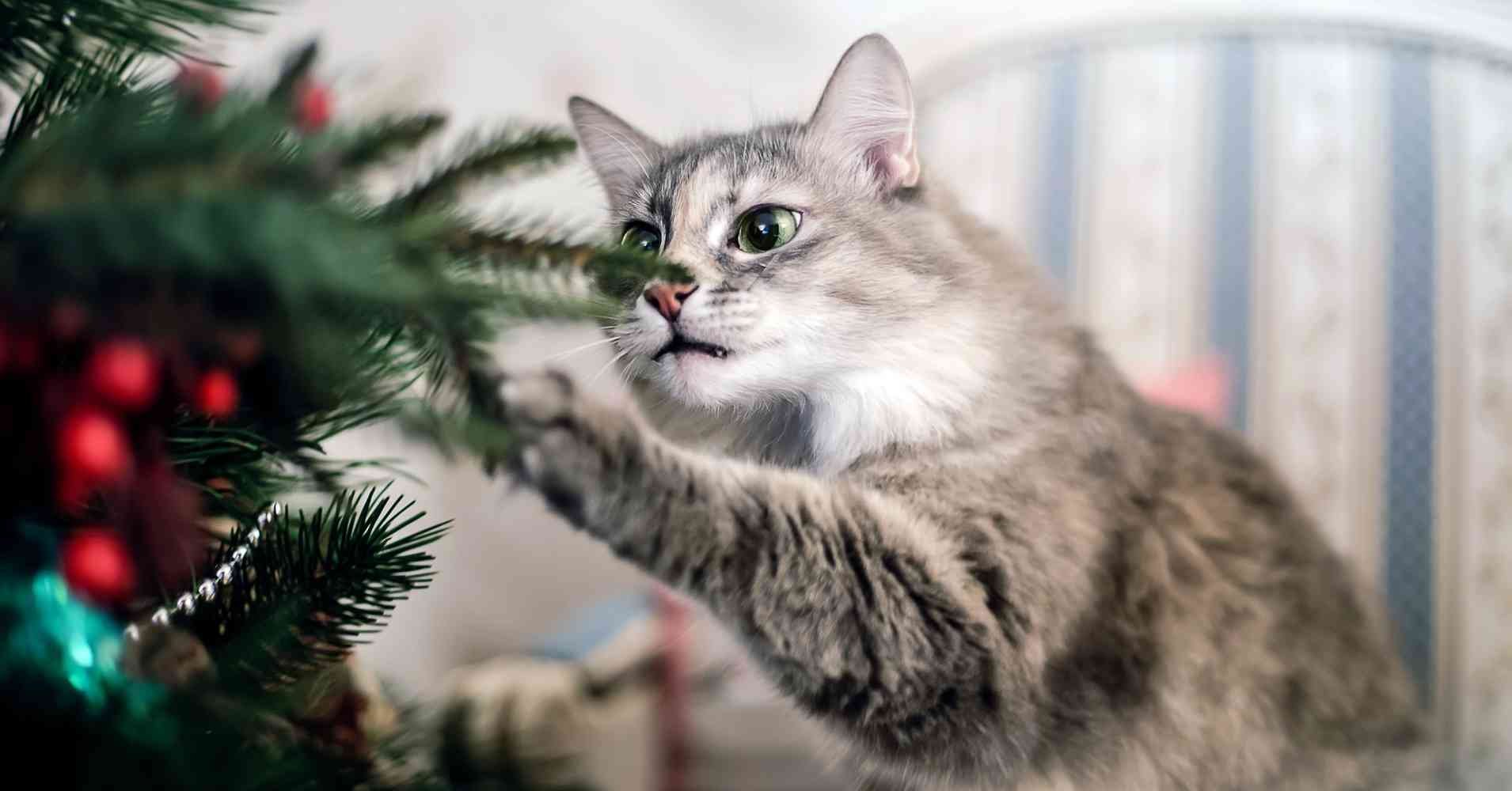 Непростые отношения кошки и новогодней ёлки - ЯрКот