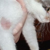 На Ставрополье разработали препарат для лечения дерматита у кошек