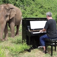 Пианист из Таиланда играет классическую музыку больным слонам, чтобы им стало легче. И это невероятно