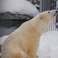 Первая прогулка медведя Диксона по московскому снегу попала на видео