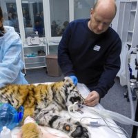 Брат погиб, мать пропала: в Приморье спасают истощенную тигрицу-сироту, привезенную из ЕАО