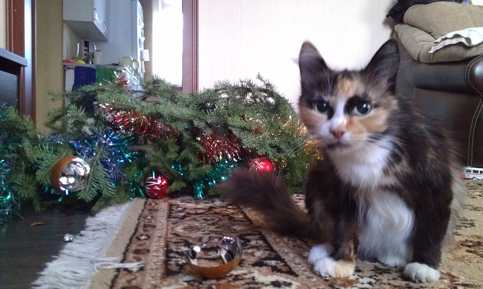 Живая ёлка и кошки, новый год с домашними животными