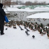 Только не черный хлеб. Жителям Москвы рассказали, как правильно кормить уток зимой