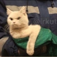 Смотрит злобно, брови хмурит: самого недовольного кота спасли из вентиляции в детсаду в Иркутске
