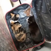 Закрытый чемодан с живыми кошками подбросили в "Пятёрочку"