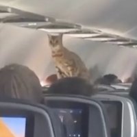 Выбрал комфорт. Видео с пойманным на борту самолета котом в США стало вирусным