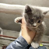Котенка спасли из бетонной ловушки в Москве