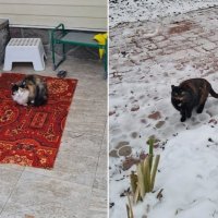 «Они там одни на морозе»: в Петербурге ищут дом для кошек, живших на даче умершей жены Жореса Алферова