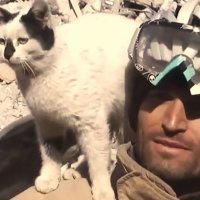 Спасатель достал кота из-под завалов в Турции — и теперь животное не отходит от него