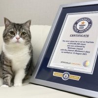 Японский кот попал в книгу Гиннесса как самый популярный кот на YouTube