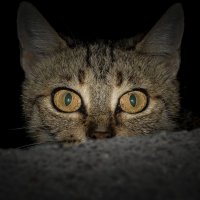 Почему животные видят в темноте, а мы — нет? И почему у кошки глаза горят?