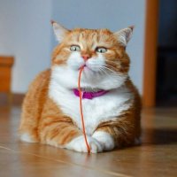 Рыжий - няшный кот, который покоряет миллионы сердец