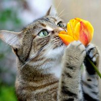 1 марта  — День кошек в России: история и традиции праздника