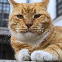 Умер известный музейный кот Филимон из Выборгского замка в Ленобласти