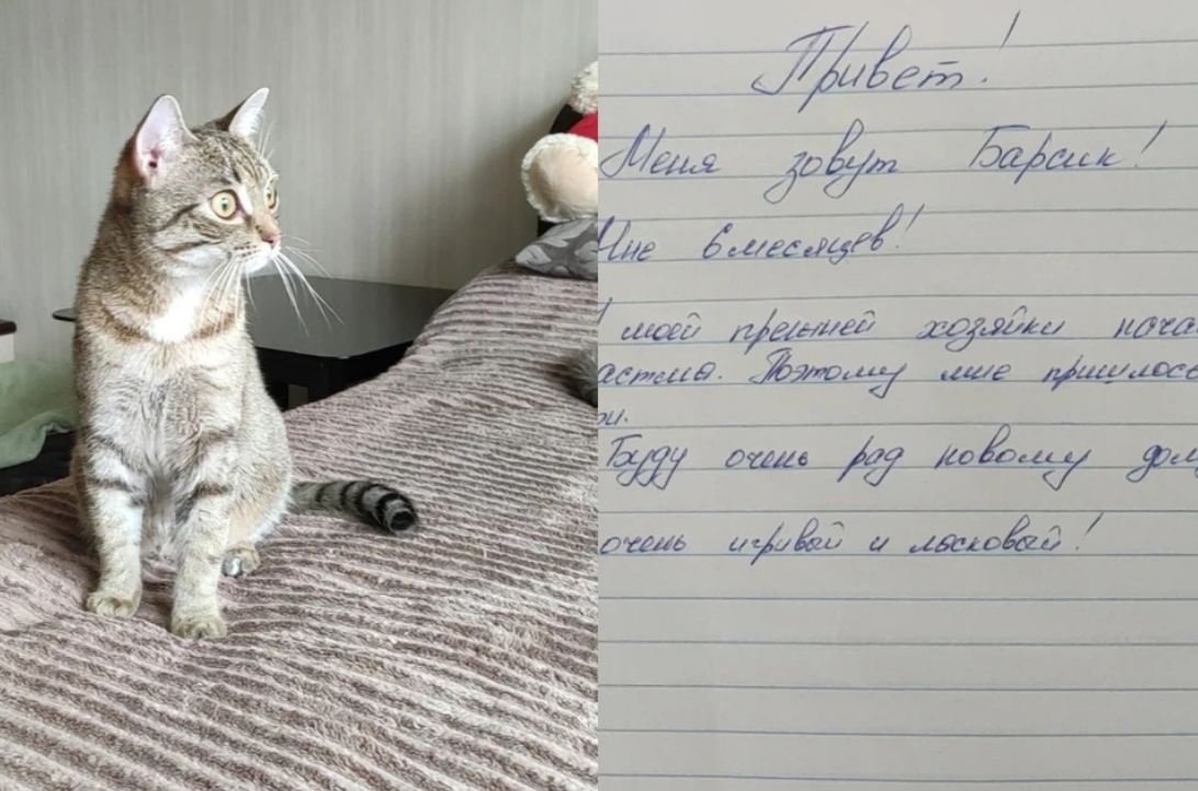 Я — Барсик и мне пришлось уйти...»: котенка подкинули в подъезд с запиской  от бывшей хозяйки » Кошка Ветра