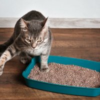 Зоологи определили, какие кошки могут отказываться ходить в лоток
