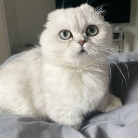 Кошка резко начала угасать на глазах, и хозяева отказались от неё