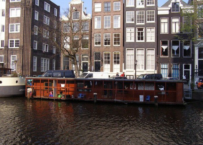 Кошечки Амстердама: лодка с необычными жителями, жаждущими любви и ласки