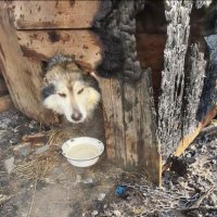 «Сидел на цепи в горящей будке и скулил»: Спасатели вытащили брошенного пса из пожара в сарае в Ленобласти