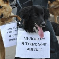Зоозащитники собрались у приемной администрации президента. Они выступают против «гуманной эвтаназии» животных