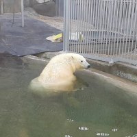 «Отличается добротой и легко идет на контакт»: как сегодня живет медведь Диксон в Московском зоопарке