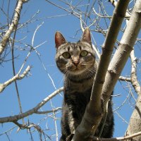 Кошка "застряла" на дереве: ей спуститься гораздо сложнее, чем подняться. И она напугана