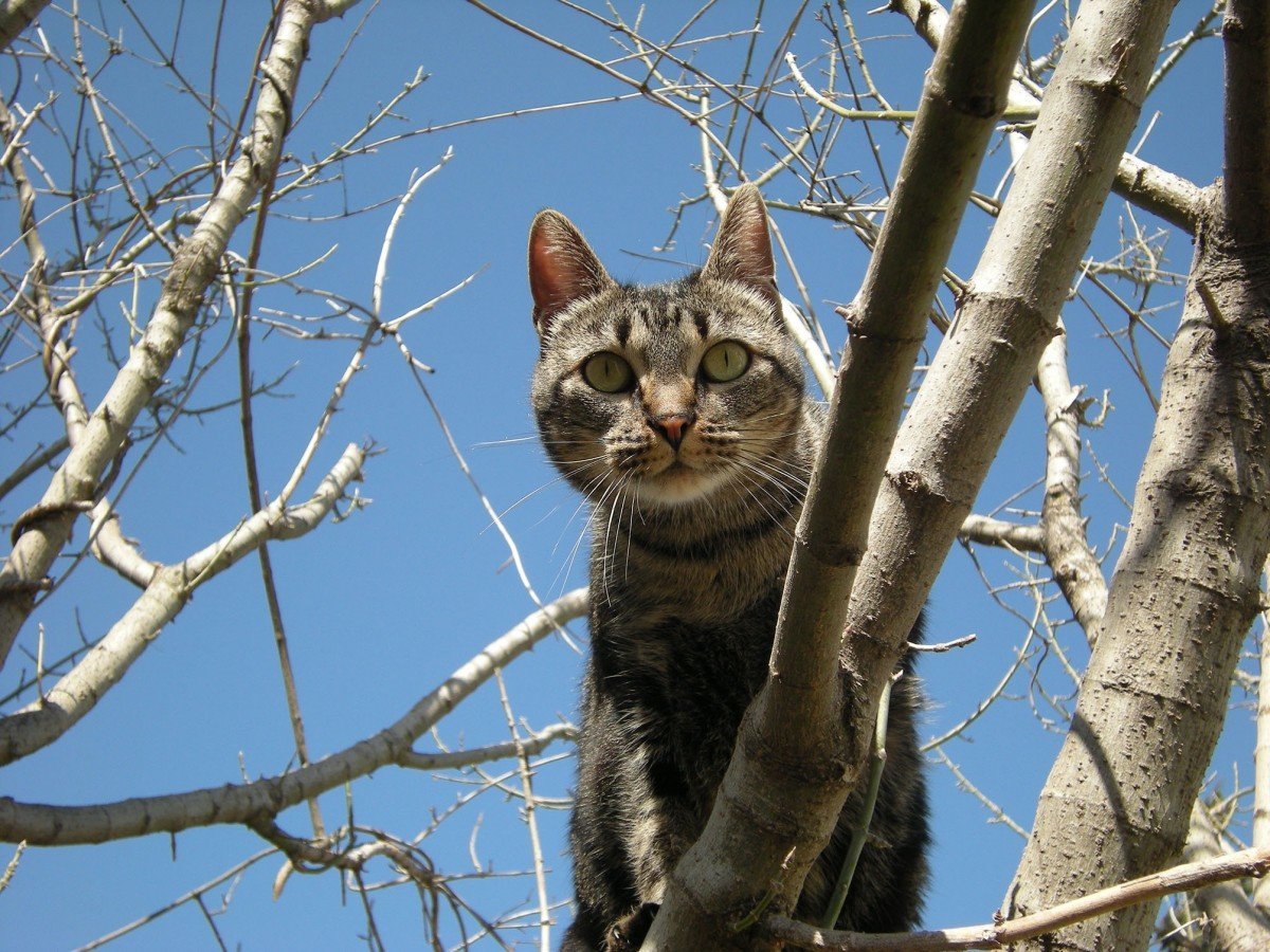 Кошка застряла на дереве: ей спуститься гораздо сложнее, чем подняться. И  она напугана » Кошка Ветра