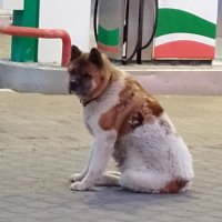 Самовыгул собак в России захотели приравнять к выбрасыванию животных на улицу