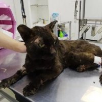 В Челябинске спасают кошек, обгоревших во время страшных пожаров под Курганом