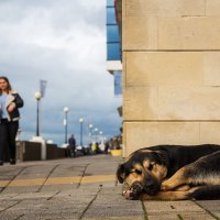 Зоозащитники протестуют против законопроекта о бездомных животных