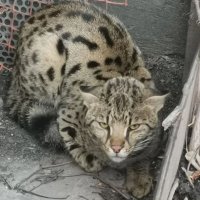 Кота, похожего на саванну, поймали в Новосибирской области.