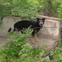 Скулила и вела людей к колодцу: дворовая собака спасла от смерти своего друга в Хабаровске