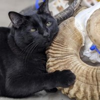 Работники музея каждый день трудятся рядом с самым милым коллегой — пухлым черным котом