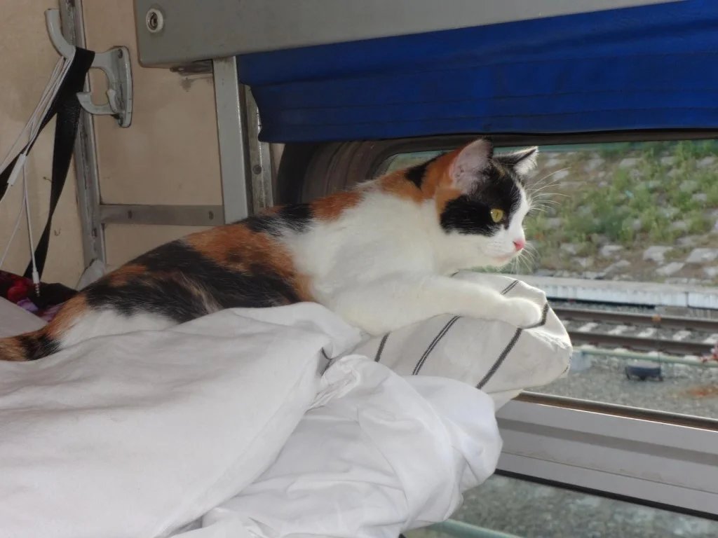 Перевозка кошек — как правильно везти питомца в машине, самолете, поезде,  такси » Кошка Ветра