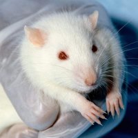 «Негуманно и неэффективно»: в Госдуме высказались против тестирования косметики на животных