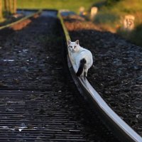 Компании выписали штраф за погибшего на железной дороге кота