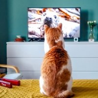 Почему кошки смотрят телевизор и что они в нем видят