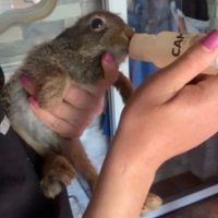 «Новые ножки»: волонтеры в Тюмени выхаживают зайчонка, который попал в беду