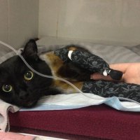 «Многие писали: «Да просто усыпите!»: новосибирские врачи установили протезы коту, которого нашли вмерзшим в лед