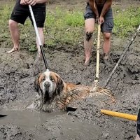 Мужчины услышали отчаянный лай, проплывая на каноэ мимо берега