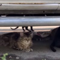 Как решают проблему бездомных кошек в Нью Йорке