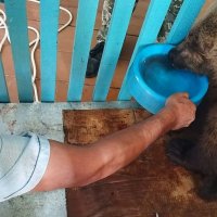 В Башкирии ветеринары спасли сбитого автомобилем медвежонка